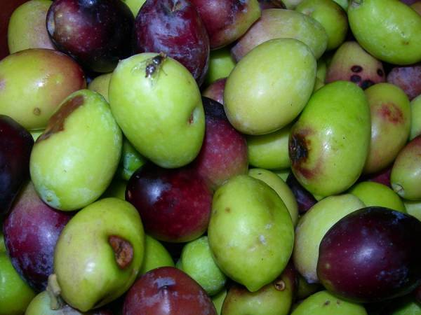 Ερώτηση Θεοχαρόπουλου για τις πληγές του δάκου