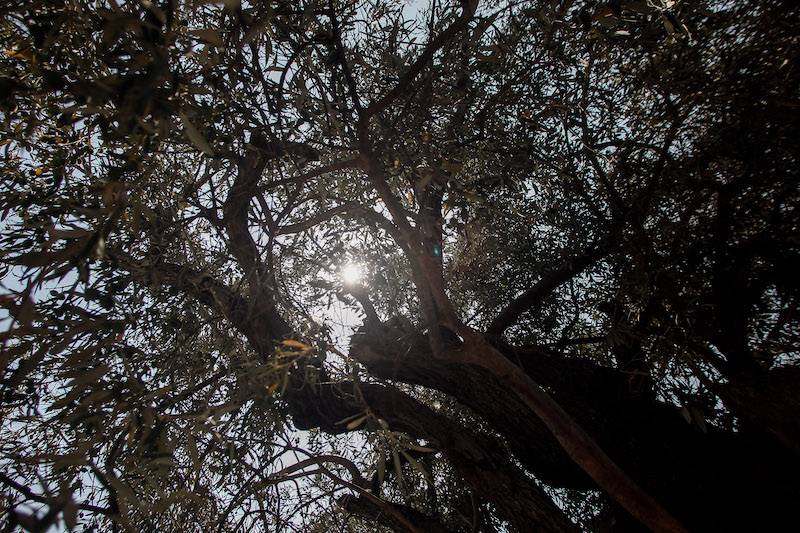 Εκπόνηση στρατηγικού σχεδίου για την ελαιοκομία