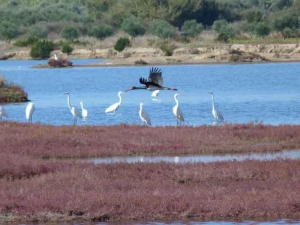 Ορνιθολογική: Προγράμματα Περιβαλλοντικής Εκπαίδευσης στη Μεσσηνία