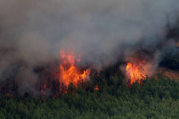 Η άμεση επέμβαση έσωσε το δάσος της Βασιλικής