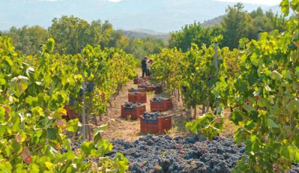 ''Πάμε βόλτα'' στα Κοντοβούνια