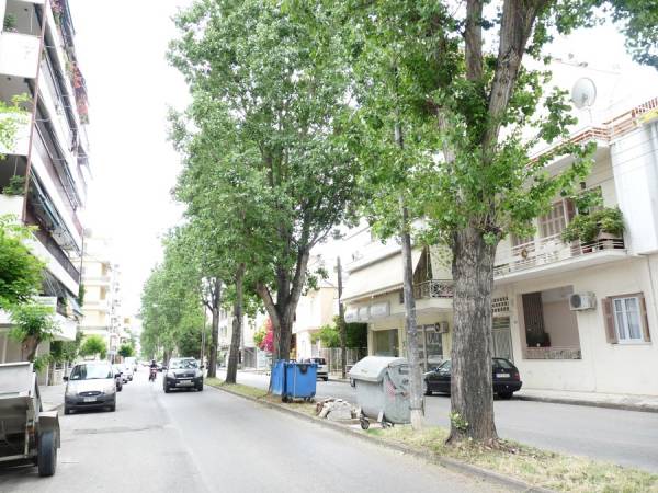 Ξεριζώνουν τις λεύκες και βάζουν πλατάνια σε Ακρίτα και Φιλελλήνων