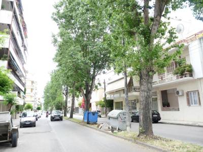 Ξεριζώνουν τις λεύκες και βάζουν πλατάνια σε Ακρίτα και Φιλελλήνων