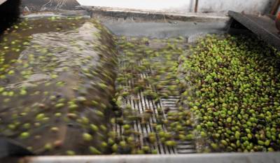 Καινοτομία στην ελαιοπαραγωγή από ζευγάρι Μεσσήνιων