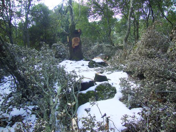 Ανησυχία για την υλοτομία στη Μάλη