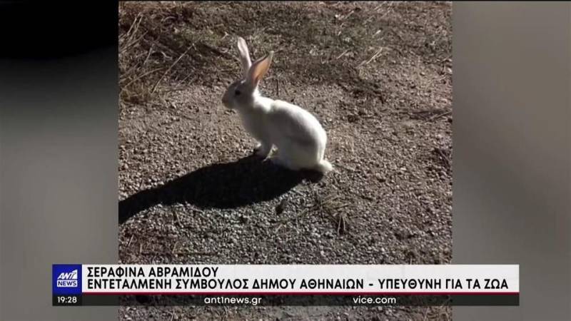 Η Αθήνα γέμισε από… κουνέλια που τα εγκατέλειψαν οι ιδιοκτήτες τους (βίντεο)