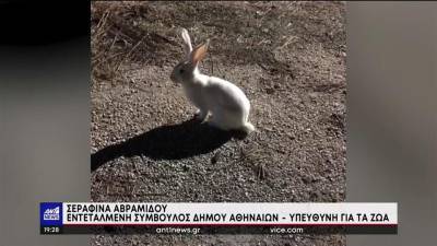 Η Αθήνα γέμισε από… κουνέλια που τα εγκατέλειψαν οι ιδιοκτήτες τους (βίντεο)