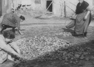 Ψηφίδες από την ιστορία της πατατοκαλλιέργειας στη Μεσσηνία