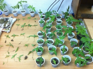 Σύλληψη 45χρονου για 91 δενδρύλλια κάνναβης στην Κόρινθο