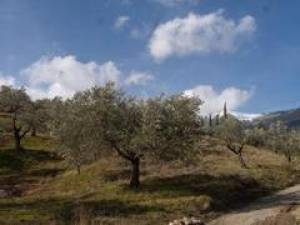 Τρία ελαιοπερίβολα νοικιάζει ο Δήμος Καλαμάτας