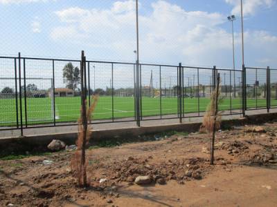 Ξεράθηκαν τα πεύκα