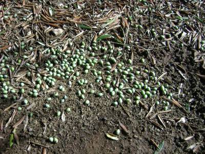 Κλιμάκια ΕΛΓΑ στη Μεσσηνία: Καταγραφή ζημιών από τη χαλαζόπτωση