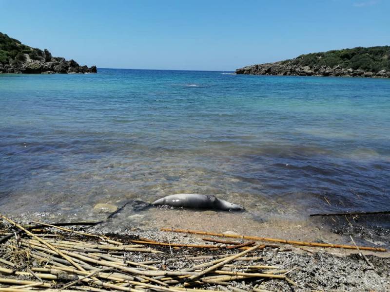 Νεκρή φώκια μονάχους μονάχους στο Βρομονέρι