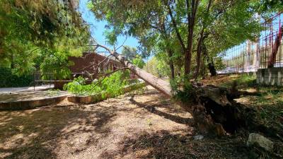 Μεγάλο δέντρο έπεσε στο Πάρκο Σιδηροδρόμων Καλαμάτας