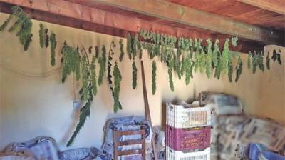 Μεσσηνία: Αποξήραινε φούντες χασίς στον Αγρίλη