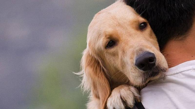 Ζώα συντροφιάς: Πυρά από φορείς και αντιπολίτευση για το νομοσχέδιο