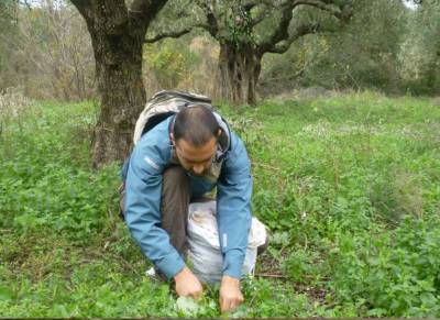 Το ραδίκι της Μεσσηνίας προπομπός για τις ξένες αγορές (βίντεο-φωτογραφίες)
