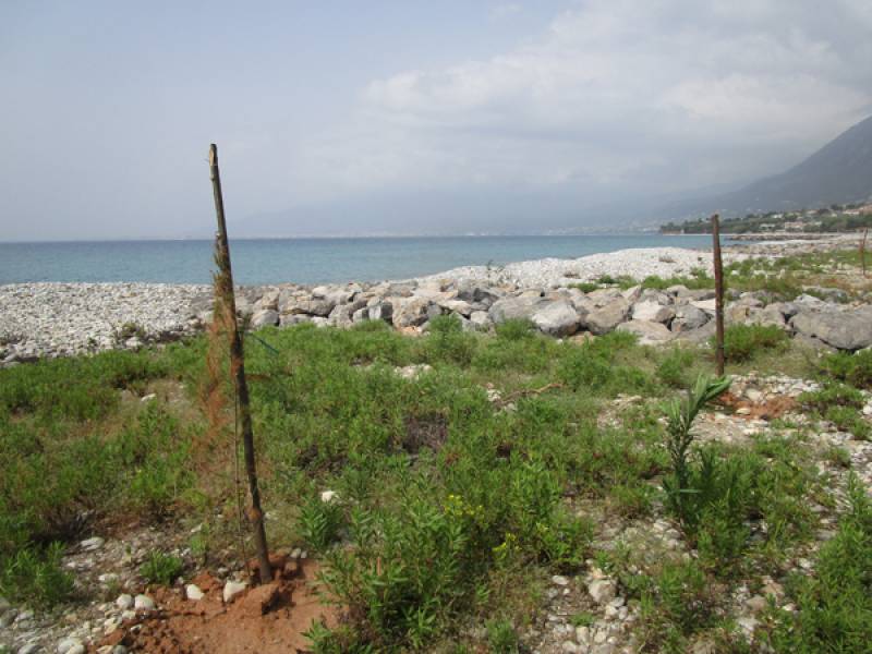 Απότιστα τα πεύκα