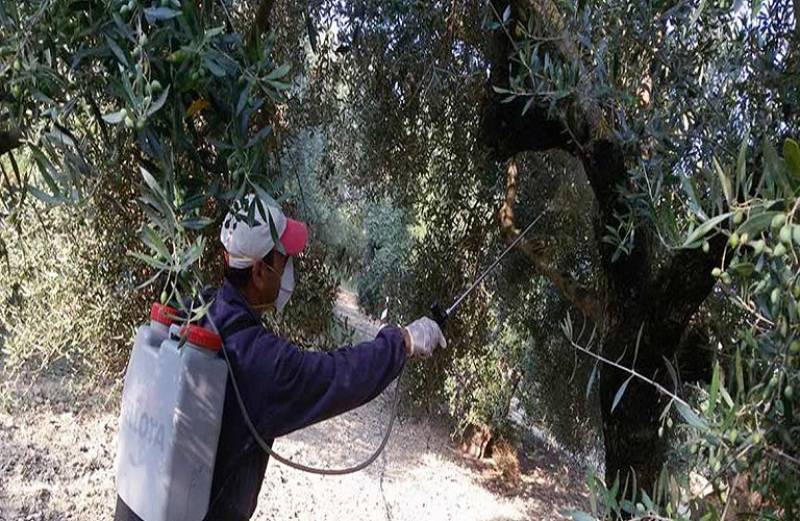 Μεσσηνία: Το πρόγραμμα της δακοκτονίας για την Πέμπτη (31/8)