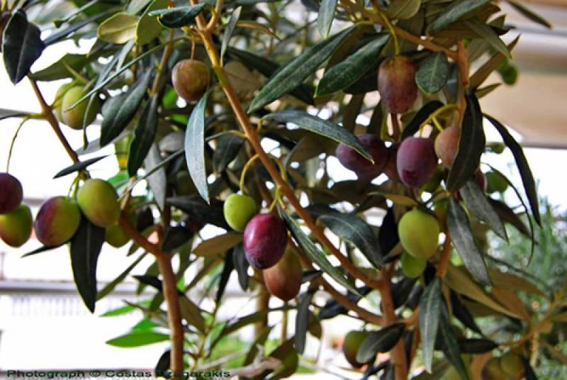 Ενημερώσεις για δάκο και γλοιοσπόριο στην Τριφυλία