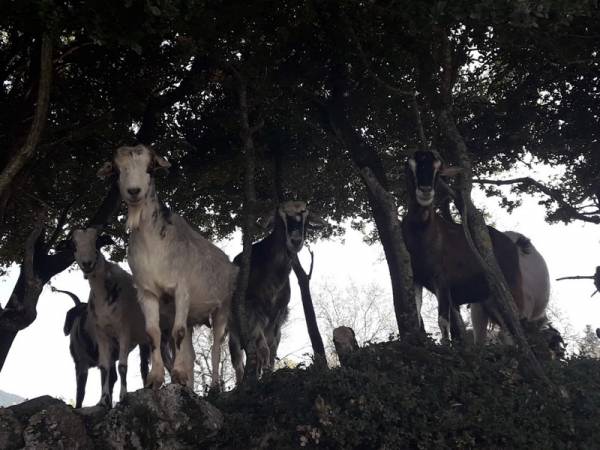 Συνάντηση κτηνοτρόφων με Λεβεντάκη