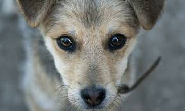 Η Ζωοφιλική Δράση Γαργαλιάνων για τις φόλες