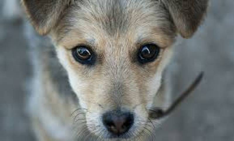 Η Ζωοφιλική Δράση Γαργαλιάνων για τις φόλες