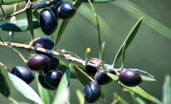 Ερώτηση Λαμπρόπουλου για ΠΟΠ Ελιά Καλαμάτας