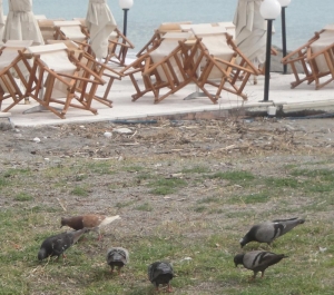 Περιστέρια και γλάροι