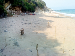 751 φωλιές καρέτα καρέτα στον Κυπαρισσιακό Κόλπο