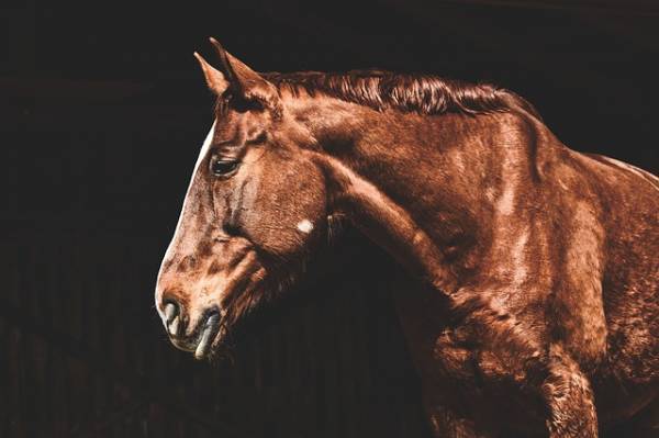 Τροχαίο με άλογο στο δρόμο Φιλιατρών - Γαργαλιάνων