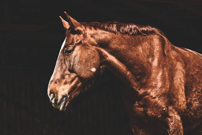Τροχαίο με άλογο στο δρόμο Φιλιατρών - Γαργαλιάνων