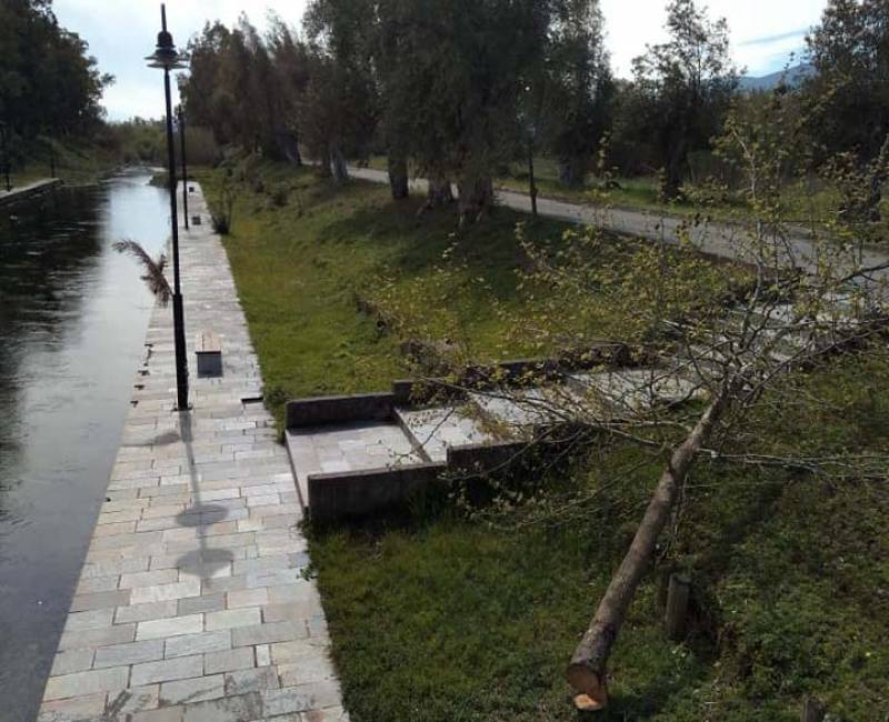 Έκοψε το πλατάνι