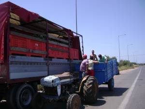 Από τις καλύτερες χρονιές για το καρπούζι στην Τριφυλία