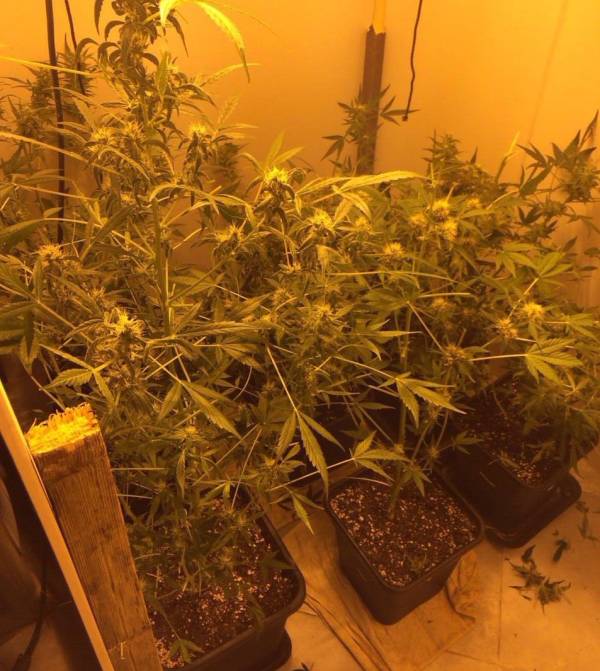 Δύο συλλήψεις για χασίς στο Καρτερόλι Μεσσηνίας