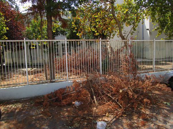 Παρατημένα κλαδέματα