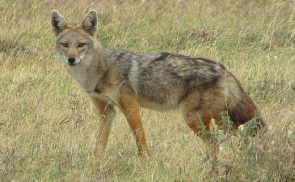 Προστασία από τα τσακάλια ζητούν οι κτηνοτρόφοι Τριφυλίας