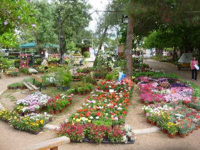 Περισσότερες συμμετοχές στην Ανθοκομική Εκθεση