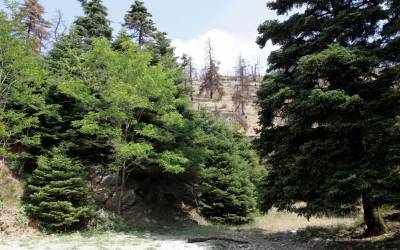 Λαϊκή συνέλευση στη Στούπα για τους δασικούς χάρτες