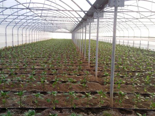 Ευνοϊκές συνθήκες για τα κηπευτικά στην Τριφυλία