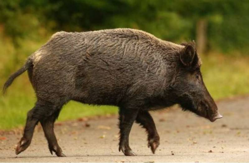 Μεσσηνία: Αγριογούρουνο τραυμάτισε 56χρονη στη Μάλη Φιλιατρών