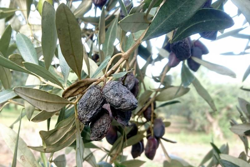 Ψεκασμούς για γλοιοσπόριο συνιστά η Διεύθυνση Γεωργίας Τριφυλίας