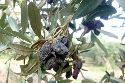 Ψεκασμούς για γλοιοσπόριο συνιστά η Διεύθυνση Γεωργίας Τριφυλίας