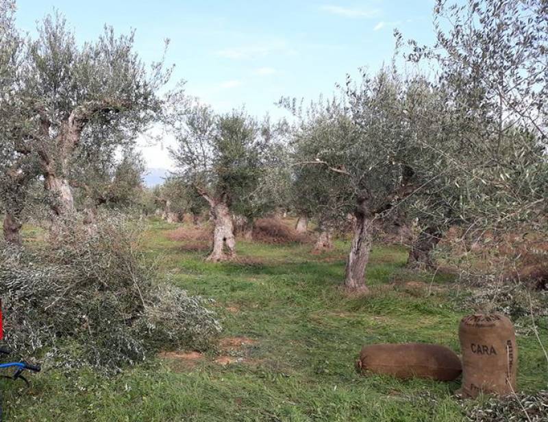 Ο Αγροτοκτηνοτροφικός Σύλλογος Μεσσήνης κατά της κυβέρνησης