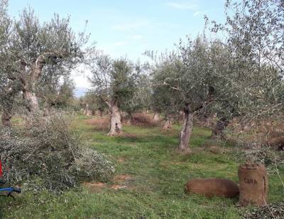 Ο Αγροτοκτηνοτροφικός Σύλλογος Μεσσήνης κατά της κυβέρνησης