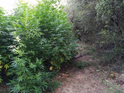 Φυτεία με 628 χασισόδεντρα στην Άνω Μεσσηνία (φωτογραφίες)