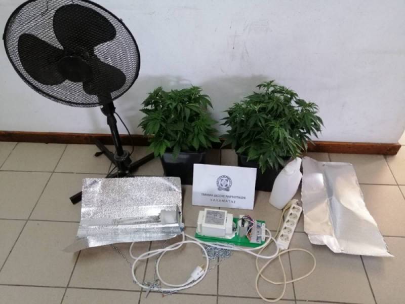 Καλλιεργούσε δυο δενδρύλια χασίς σε αποθήκη στην Καλαμάτα