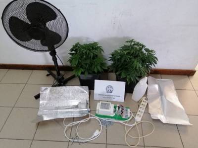 Καλλιεργούσε δυο δενδρύλια χασίς σε αποθήκη στην Καλαμάτα