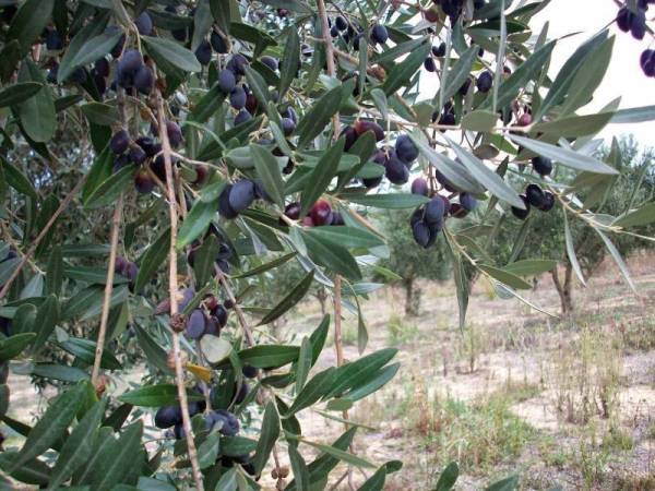Ξεκινά η τοποθέτηση παγίδων για το δάκο στη Μεσσηνία