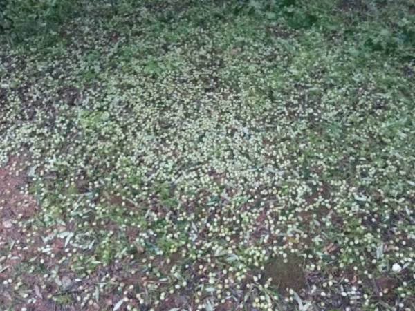 Αποζημίωση πληγέντων ζητεί το ΚΚΕ Τριφυλίας